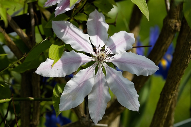 Jardin des Impressionnistes-MAI14-075